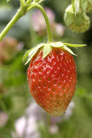 Four Seasons strawberry, Italy