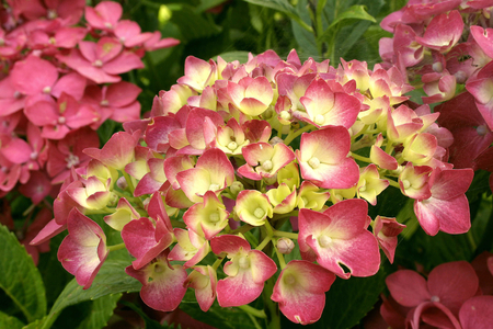 Hydrangea macrophylla, Italy