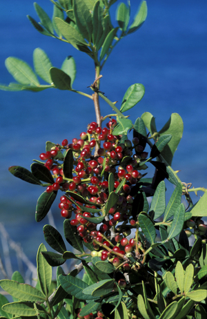 Pistacia Lentiscus, South Italy, Italy
