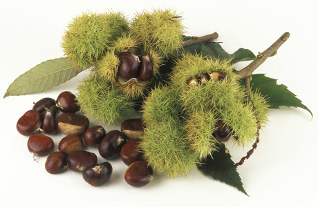 Castanea Sativa, Chestnut, Italy