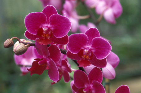Phalaenopsis “” Super Pixie”