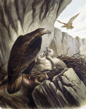 Eagles with their young. Engraving after a drawing by a F.Padro.