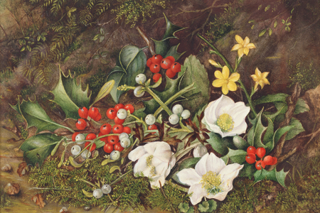 Holly and Christmas Roses (w/c on paper)