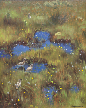 Snipe in Bog, 1994 (iol on board)