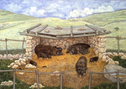 Clare's Pigs