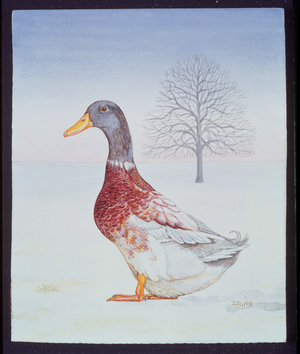 Winter-Drake