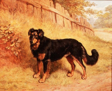 Border Collie, 1894 (oil on canvas)