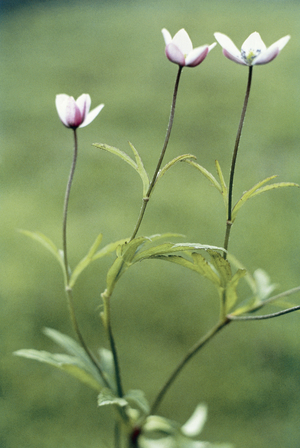 Brook Anemone (Anemone rivularis Buch Ham) (photo)