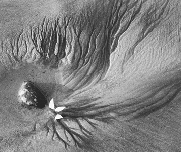 Creepers designs and pebble on sand in Porbandar (b/w photo)