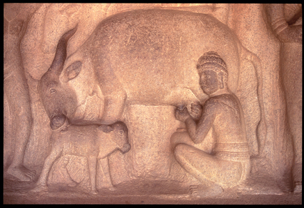 Milking the Cow, Krishnmandapam, 5th century (carved granite)