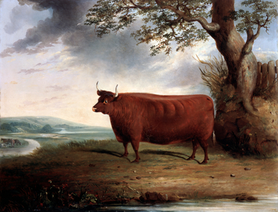 Portrait of a Brown Cow, 1844 (oil on canvas)