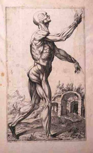Anatomical study, by Domenico Maria Bonavera (b.1640) (etching and drypoint)