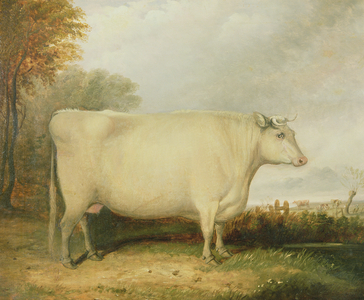 Portrait of a prize cow