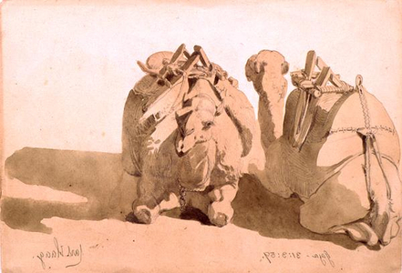 Study of camels, 1859 (pencil and wash on paper)