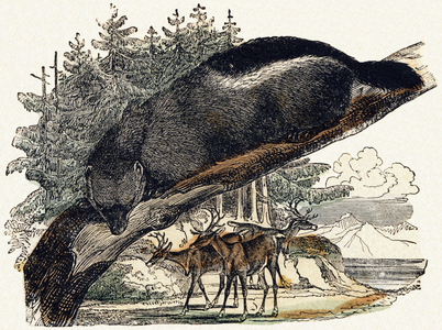 Glutton - Engraving in “ Le livre d'images, Nouveau alphabet ou Alphabet pour petits garcons”, 19th century (engraving)