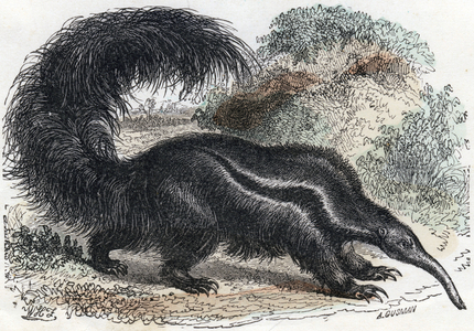 Illustration for "Alphabet Buffon", 1911 (engraving)