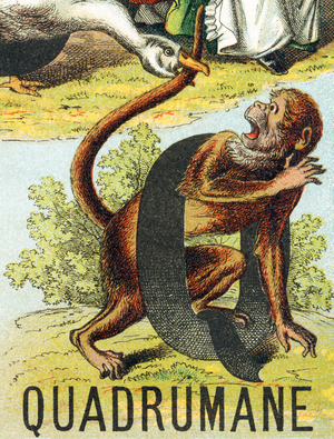 Lettre Q : Quadrumane. In "Grand alphabet amusant", 1890 (lithograph)