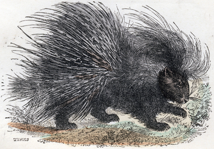 Illustration for "Alphabet Buffon", 1911 (engraving)