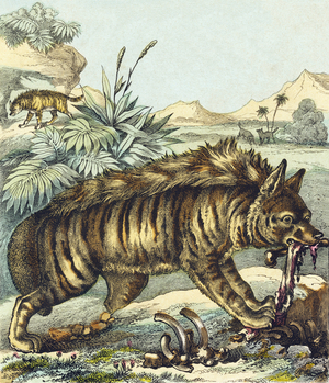 H : Hyene - The hyena, fierce and repulsive, only comes out at night, it digs up the corpses of men and animals to feed on corrupted flesh - Alphabet of the wild animals, 1876 (engraving)