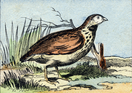 The quail,  in "Buffon Alphabet des Oiseaux n 2" , late 19th century (Epinal print)