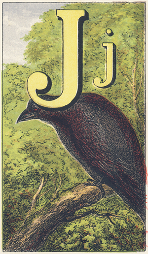 J for the Jackdaw, perky and bold, 1872 (illustration)