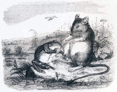 The frog and the rat (La grenouille et le rat) - Fables by La Fontaine, 19th century (engraving)
