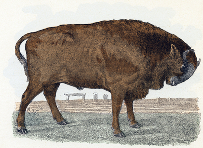 Aurochs (urauch or auroch) - ” Alphabet illustrates animals” 19th century (engraving)