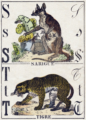 Letter S Sarigue (Opossum); T Tiger,in “” Alphabet des animaux sauvages””, c.1870 (Epinal print)
