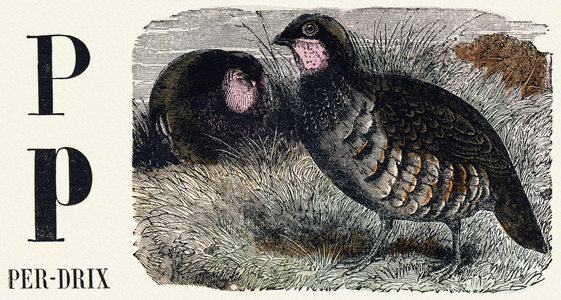 Letter P: Partridge - Engraving in “ Le livre d'images, Nouveau alphabet ou Alphabet pour petits garcons”, 19th century (engraving)