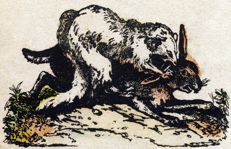 Ferret,in “” Alphabet des animaux sauvages””, c.1870 (Epinal print)