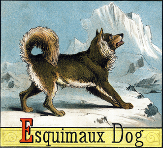 Letter E: Eskimo Dog (Eskimo Dog or Husky) in "Alphabet of Horses and Dogs", 1887 (chromolithograph)