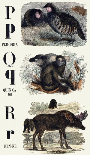 Letters P, Q, R: Partridge, Quincajou (or Wolverine or Kinkajou), Reindeer - Engraving in “ Le livre d'images, Nouveau alphabet ou Alphabet pour petits garcons”, 19th century (engraving)