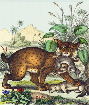 L : Le Lynx ou Loup-cervier - The wolf/lynx really rare species, he is very feroce and bloody - Alphabet of the wild animals, 1876 (engraving)