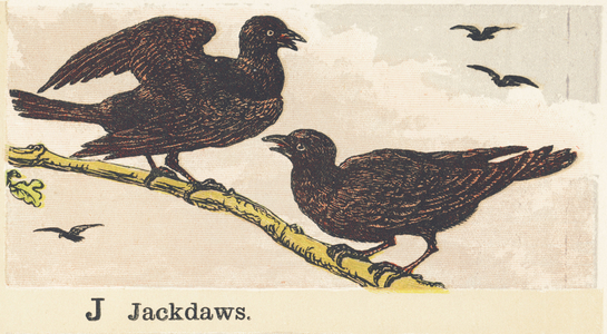 J : jackdaws, 1872 (illustration)