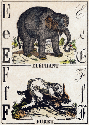 Letter E Elephant; F Ferret,in “” Alphabet des animaux sauvages””, c.1870 (Epinal print)