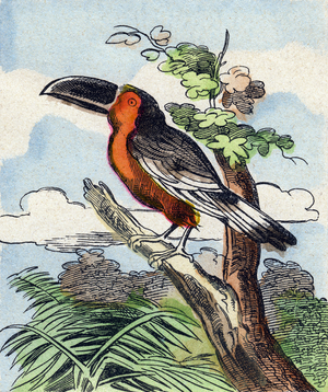 Toucan,  in "Buffon Alphabet des Oiseaux n 1" , late 19th century (Epinal print)