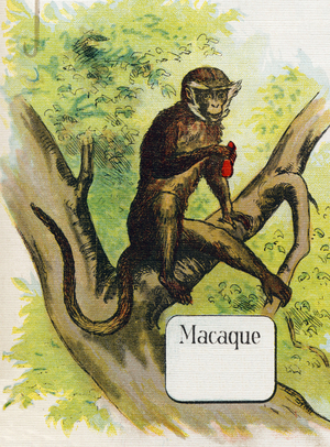 The macaque. Engraving in "ABC L'alphabet des bebes". Unbreakable volume on canvas in chromolithography. A. Capendu, editor, Paris. Early 20th century, around 1905. Imagery of English origin, accompanied by words in French corresponding to each initial letter. 12 pages. Dim: 32x25,5cm