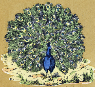 The Peacock . Illustrated alphabet. Imageries reunited in Jarville-Nancy, beginning of the 20th century. Dim: 40 x 29 cm. Lithography on a bistre background