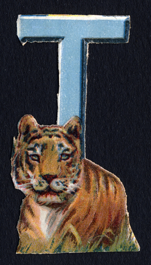T like Tiger. Beetle decoupis on the theme of animals. Engraving. Series of 26 waffle chromolithographs of English origin. Editor and illustrator unknown. End of the 19th century. Dim: 5,5x3,5cm