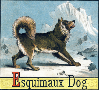 Letter E: Eskimo Dog (Eskimo Dog or Husky) - “Picture Alphabet of Horses and Dogs” 1887 (lithograph)