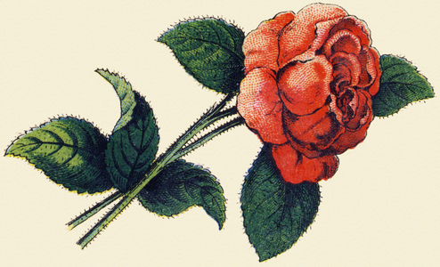 Rose. Engraving in "ABC indechirable on varnished canvas". A. Capendu, editor, Paris, late 19th century. Children's bookshop illustrated. 8 pages. Dim: 21,5x18cm .