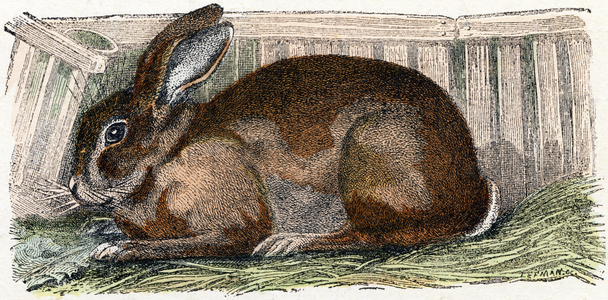 Domestic rabbit- ” Alphabet illustrates animals” 19th century (engraving)