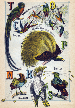 Plate 3: Shining core, Fly birds, Hummingbird, Emerald Paradise, Kakatoes, Whistle, Maucode. Engraving in "Syllabary alphabet of birds"”. Serie A. Pellerin et Cie, printers-publishers, Epinal, late 19th century. Chromolithographs. Small 8-page advertising album containing a simplified reading method and an imagery accompanied by descriptive texts. Dimensions: 19.5x13.5 cm