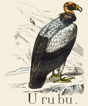 U : Urubu - Alphabet of the wild animals, 1876 (engraving)