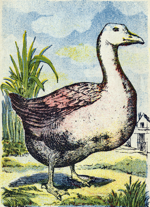 Common goose . Engraving in "Alphabet des oiseaux"”. Imagery of Pont-a-Mousson, Marcel and/or Louis Vagne, Printer-Publisher, late 19th century. 16 pages. Dim: 20,5 x 14 cm