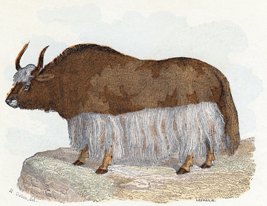 Yack (yak) - ” Alphabet illustrates animals” 19th century (engraving)