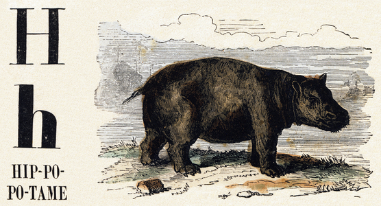 Letter H: Hippo - Engraving in “ Le livre d'images, Nouveau alphabet ou Alphabet pour petits garcons”, 19th century (engraving)