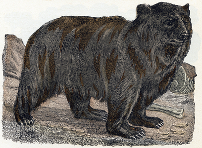 Brown bear- ” Alphabet illustrates animals” 19th century (engraving)