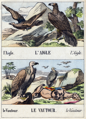 Eagle and vulture,  in "Buffon Alphabet des Oiseaux n 1" , late 19th century (Epinal print)