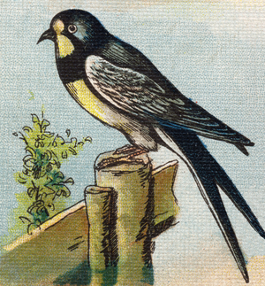 A Swallow. Engraving in "Alphabet de ma petite fille". Bernardin-Bechet and Fils, bookseller-publishers, Paris, around 1895. Unbreakable album on canvas. Bibliotheque des Bebes. 12 pages. Album containing a reading method and an illustrative abecedary. Dim: 29,5x19,5cm